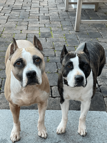 Ellie's grandmother and mother - Champion AmStaff bloodline