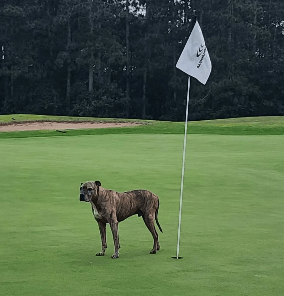 Bo enjoying time at the golf course