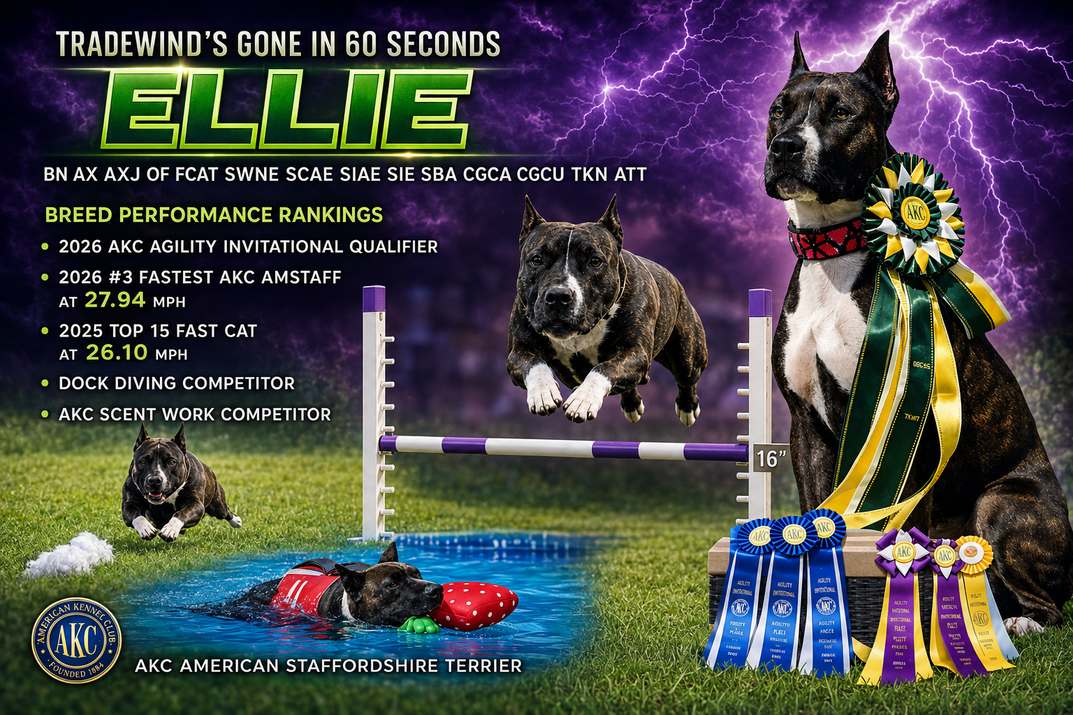 Ellie - American Staffordshire Terrier Summary